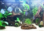 aquarios-e-peixes-sao-jose-do-rio-preto-1464372608