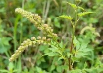 caruru-palmeri