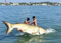 fim da piracema