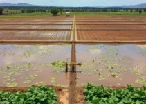 Polo de Agricultura Irrigada