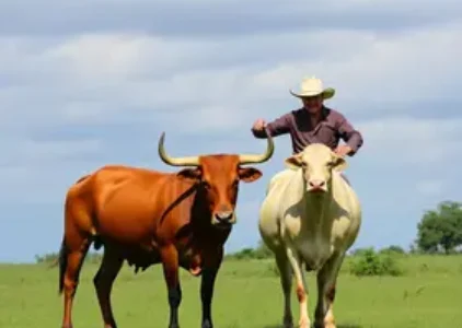 Últimas noticias de São José do Rio Preto