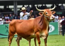 EXPO Rio Preto