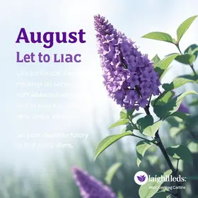 Agosto Lilás