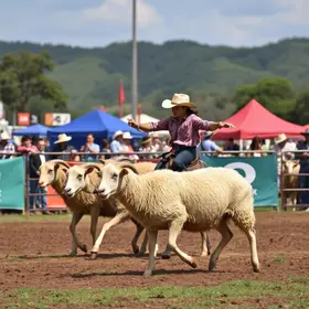 rodeo de carneiros